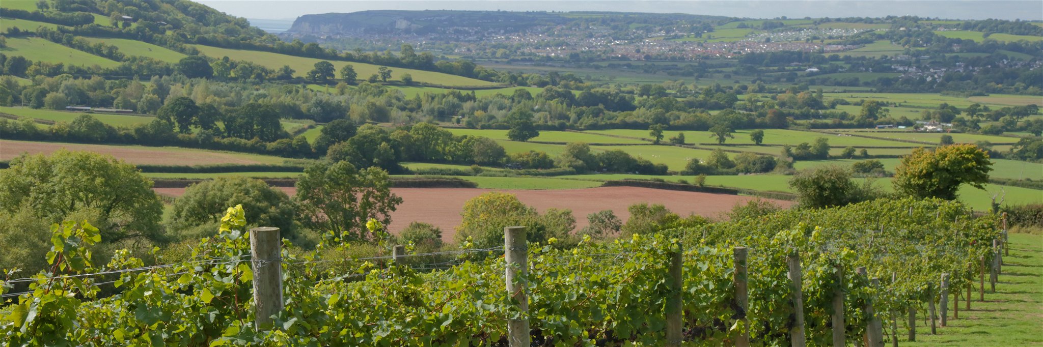 Climate change has already contributed to growth in UK vineyards by area.