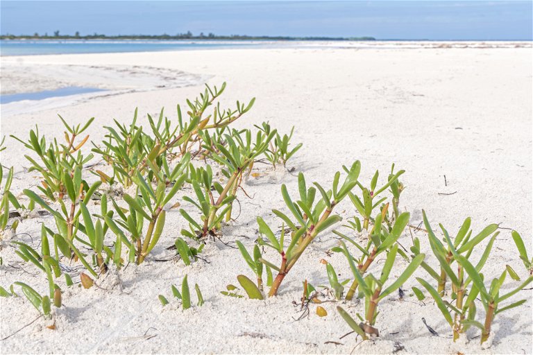 Sea Purslane growing on a sandy beach.&nbsp;