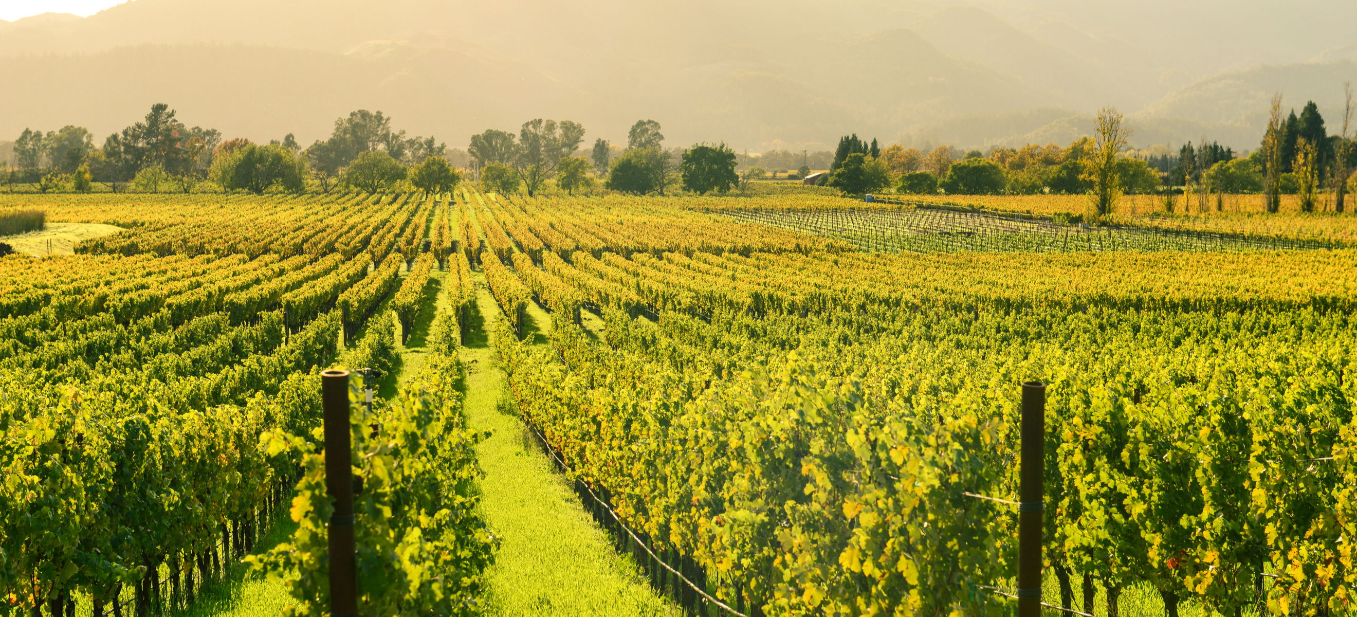 Californian Wine: Past, Present, Future - Falstaff