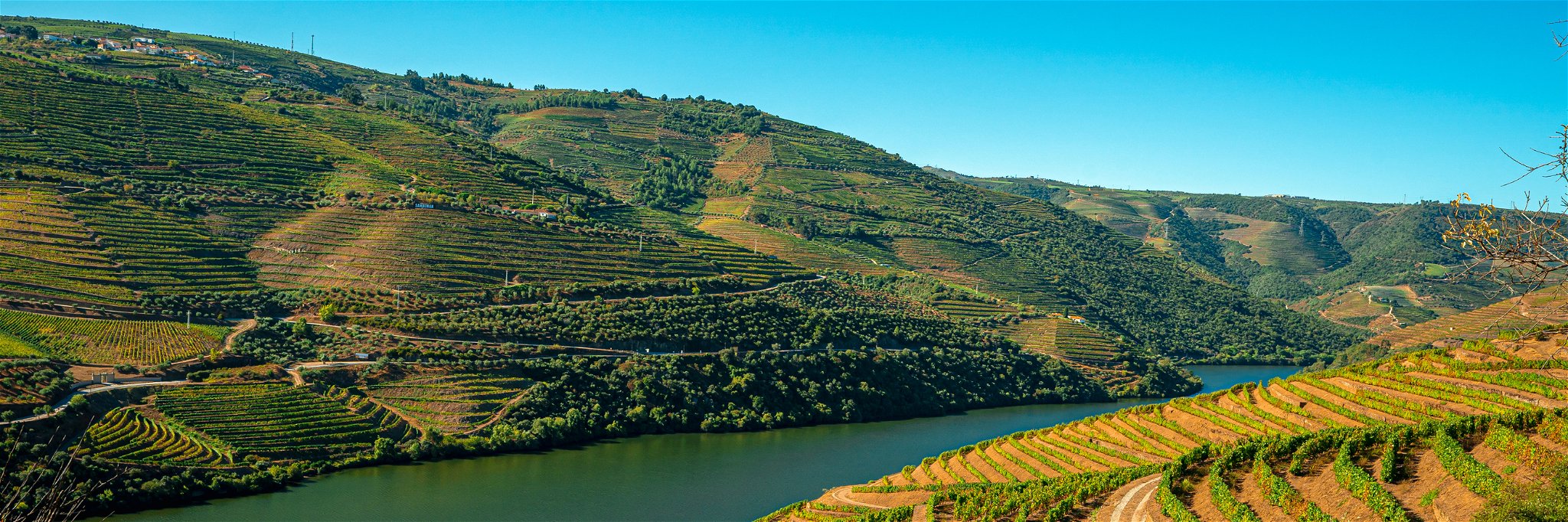 Viosinho is a common grape variety in the Douro Valley.&nbsp;