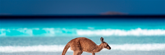 Kangaroo hopping near the surfing beach at Lucky Bay, Australia.&nbsp;