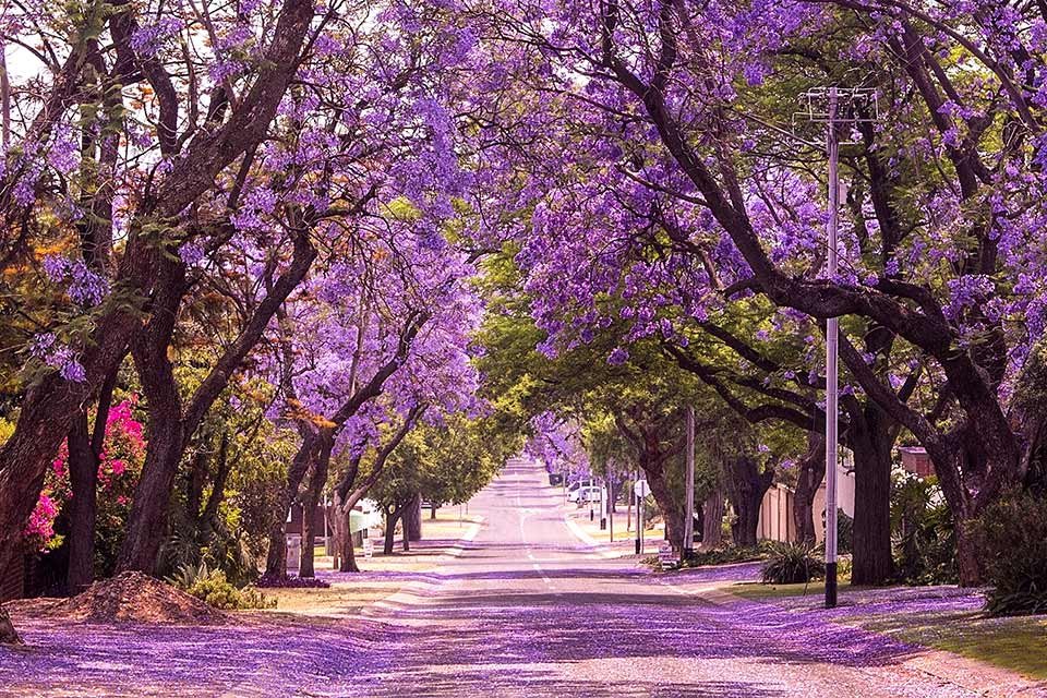 The blossoming of the jacaranda trees in Pretoria, South Africa.