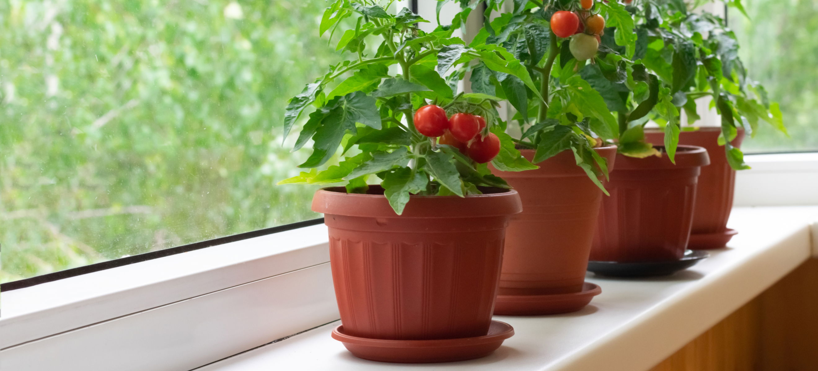 How to Grow Tomatoes at Home Falstaff