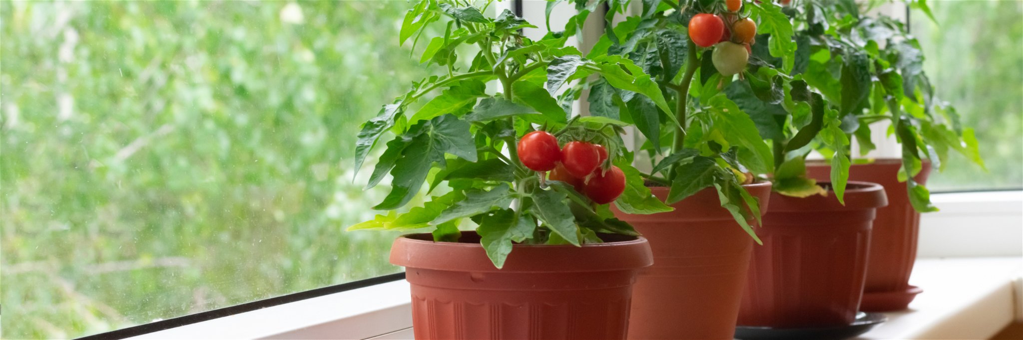 Growing tomatoes is possible even if you only have a window sill.