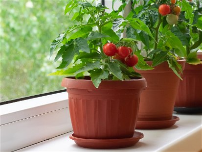 Growing tomatoes is possible even if you only have a window sill.