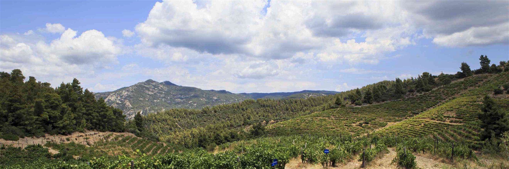 Not a beach umbrella in sight: Mountainous vineyards in northern Greece.&nbsp;