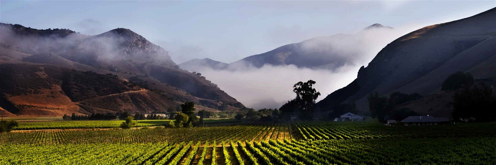 The famous Bien Nacido vineyard on California's Central Coast.