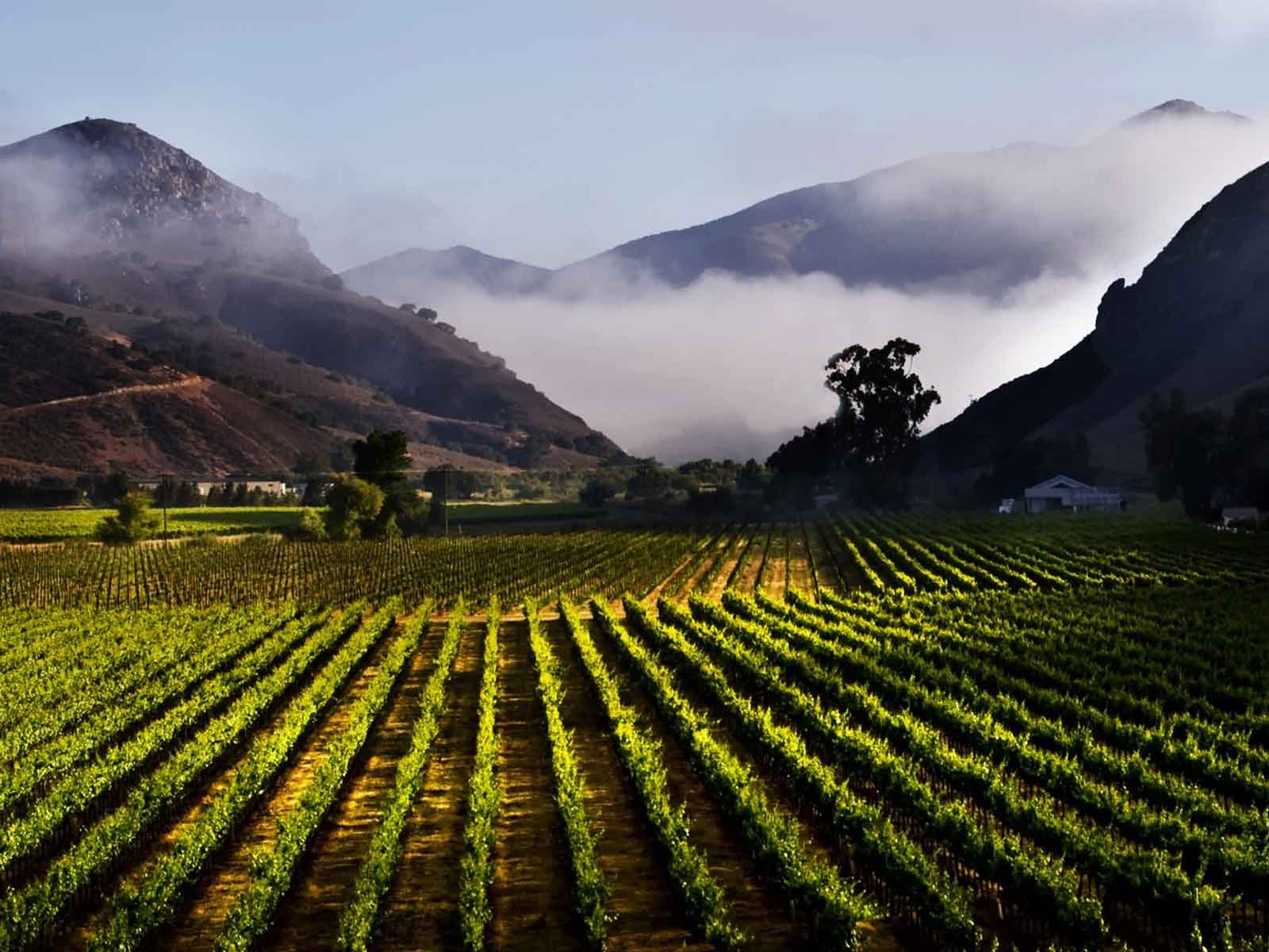 The famous Bien Nacido vineyard on California's Central Coast.