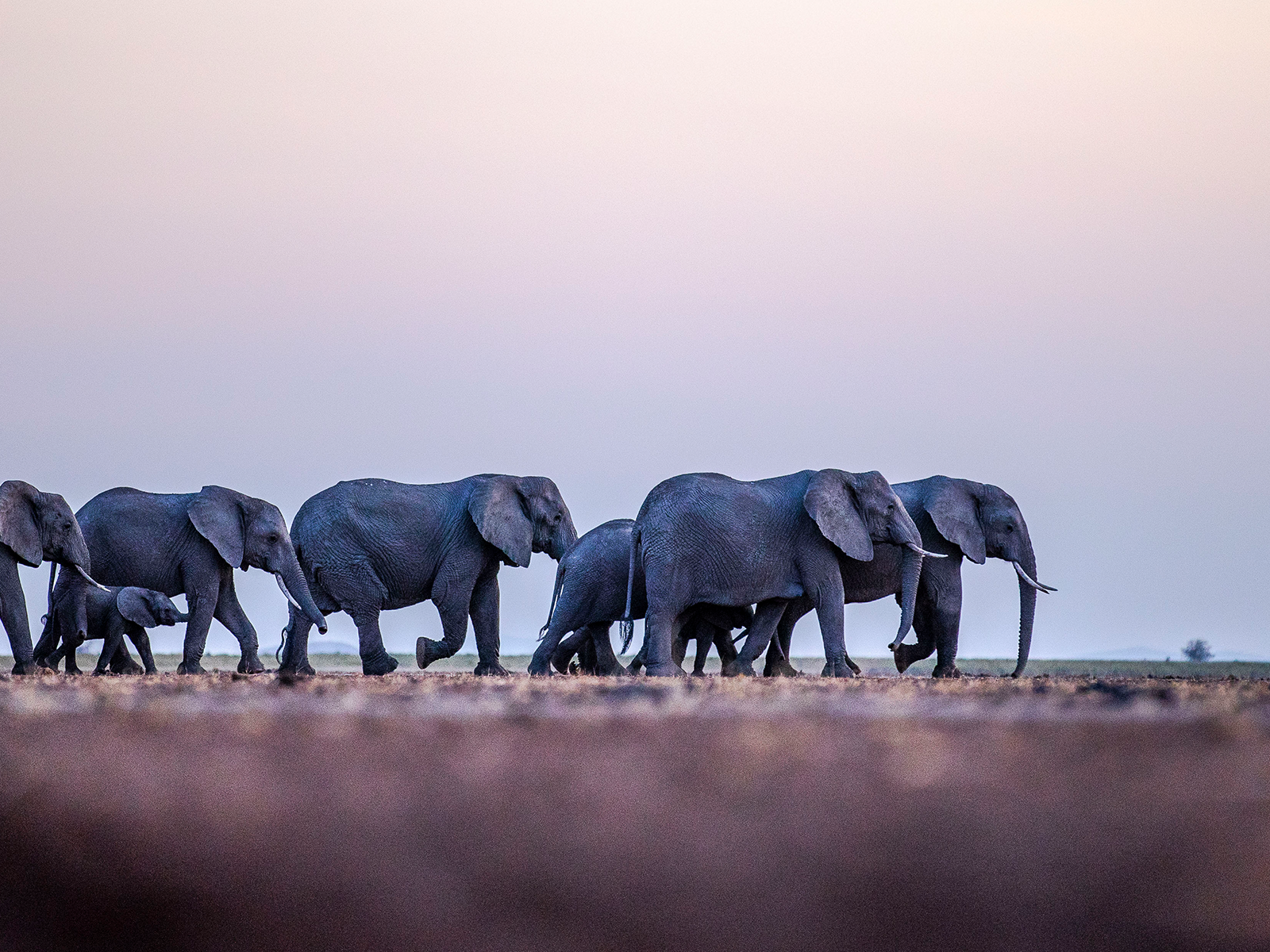 Elefanten verlieren in den letzten Jahren immer mehr Lebensraum und sind zudem von Wilderern bedroht.