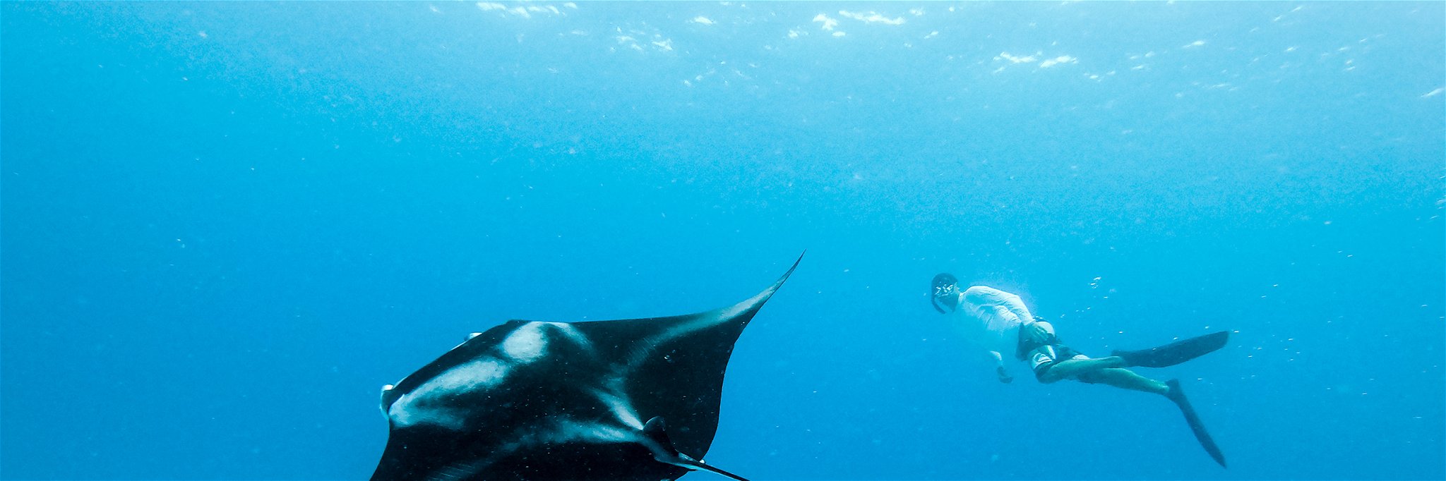 Manta rays are snorkellers' and divers' favourites.
