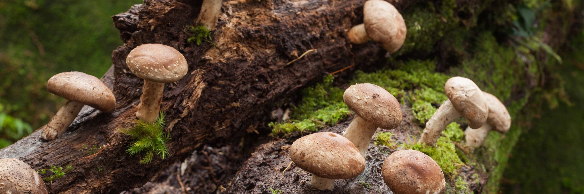Shiitake is one of the best-known medicinal mushrooms.