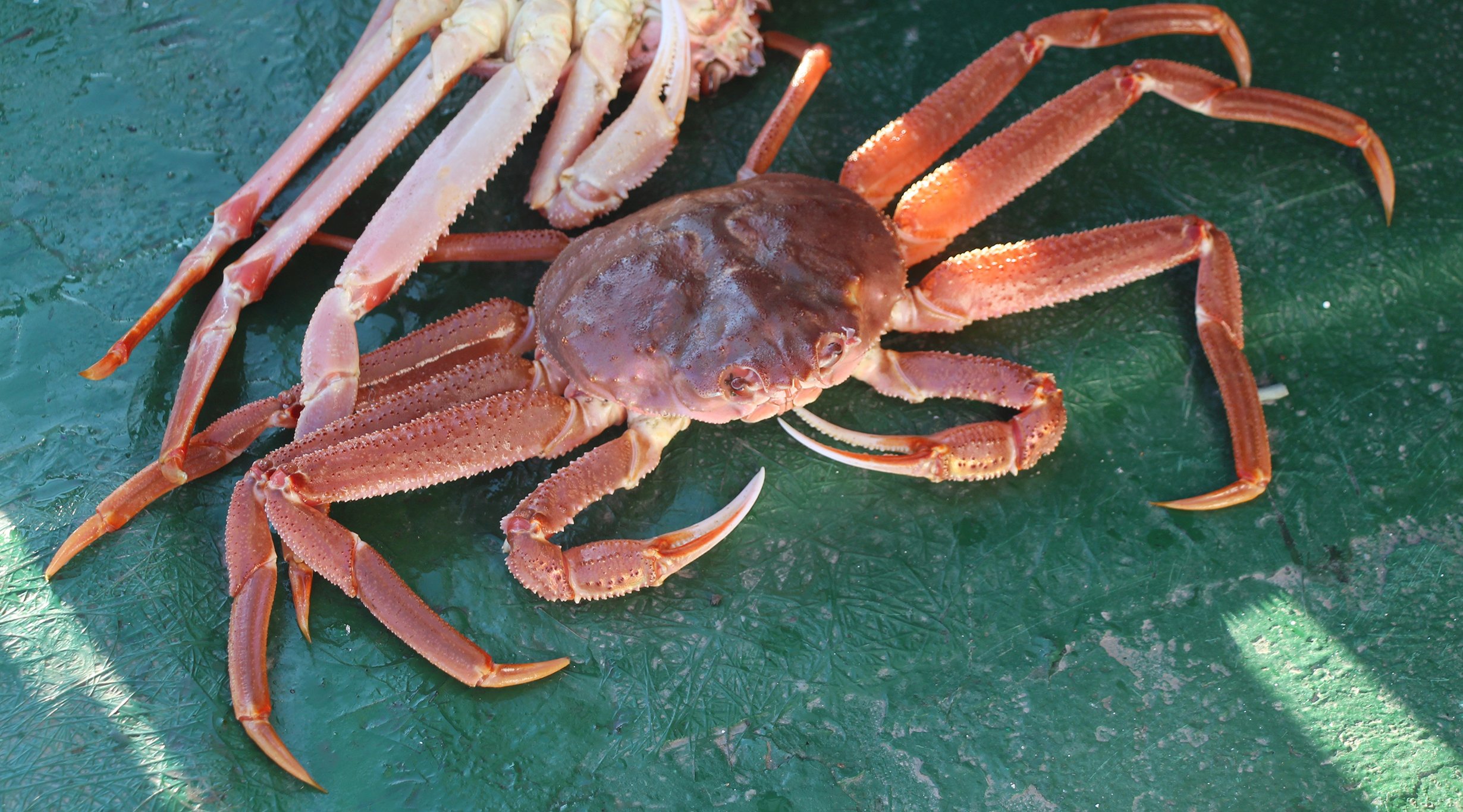 Snow Crabs disappear from the sea and from restaurants Falstaff