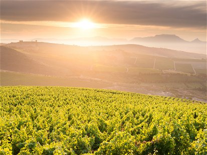 Stellenbosch is one of South Africa's leading wine producers