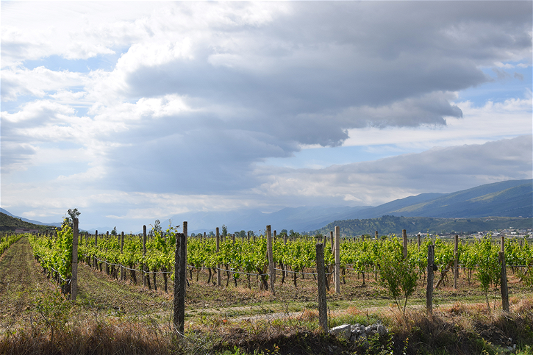 Eine Weinplantage in&nbsp;Gjirokaster im Landesinneren im Süden.