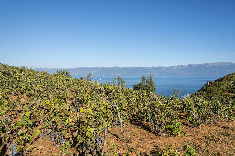 Eine Weinplantage in der Nähe des&nbsp;Ohridsees unweit der Nordmazedonischen Grenze im Osten des Landes.