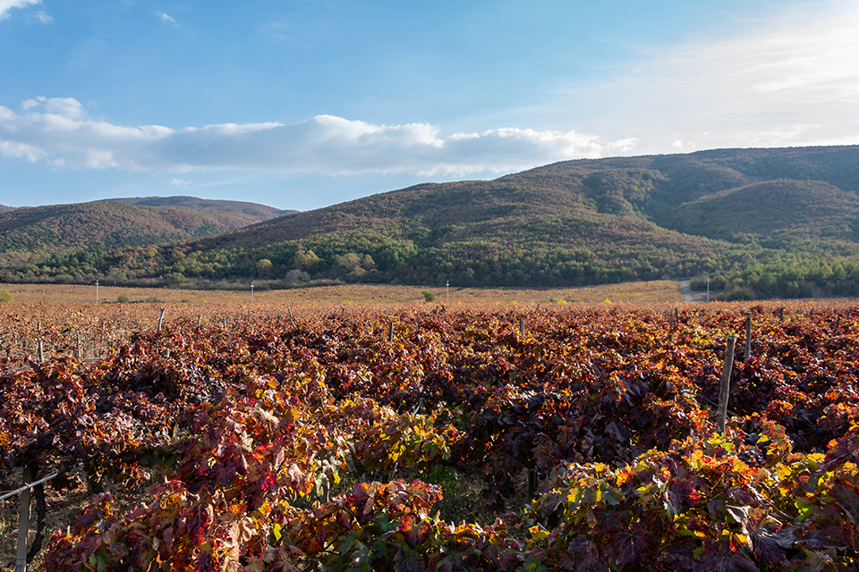 Die Weingärten in Nordmazedonien gelten als die Wiege des Weinbaus.