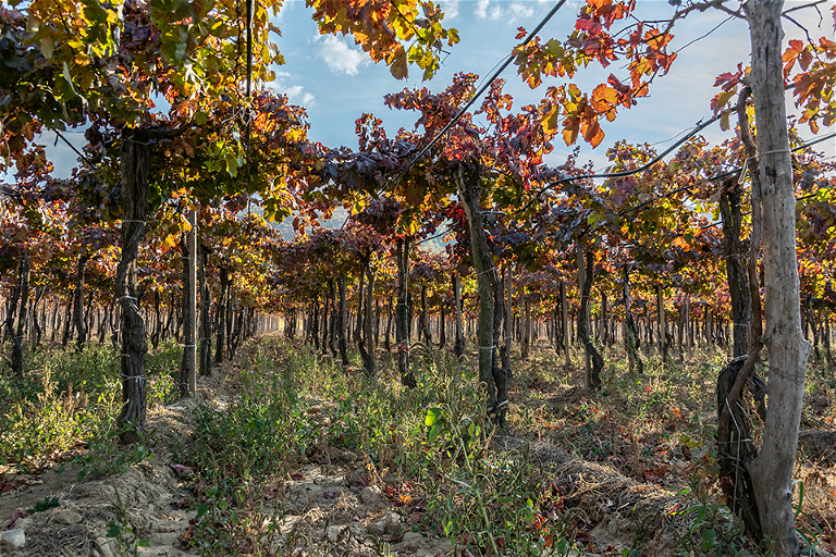 Die Weingärten in&nbsp;Gevgelija gläzen im Herbst in ihrer vollen Pracht.
