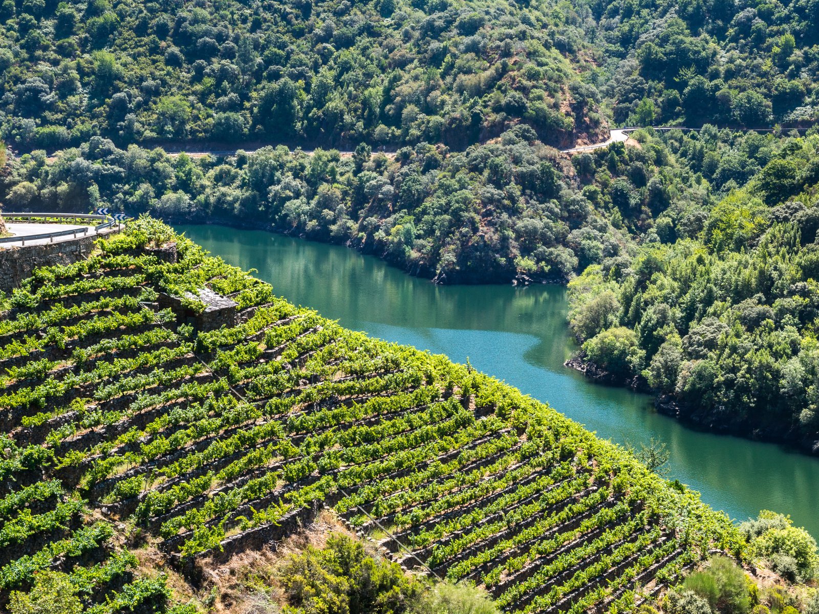 The vineyards in Ribeira Sacra along the&nbsp;Miño river in Spain.