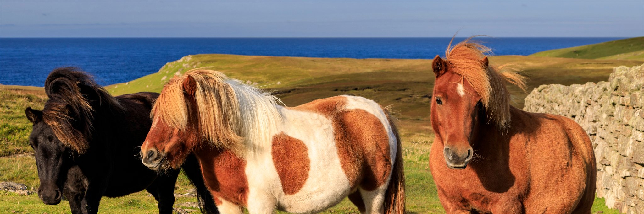 A Shetland pony was appointed as "unofficial mayor"&nbsp;of Cockington, a village in England.