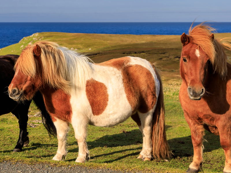 A Shetland pony was appointed as "unofficial mayor"&nbsp;of Cockington, a village in England.