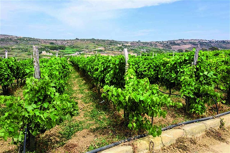 The wine culture in Malta and Gozo is characterised by small-scale cultivation.