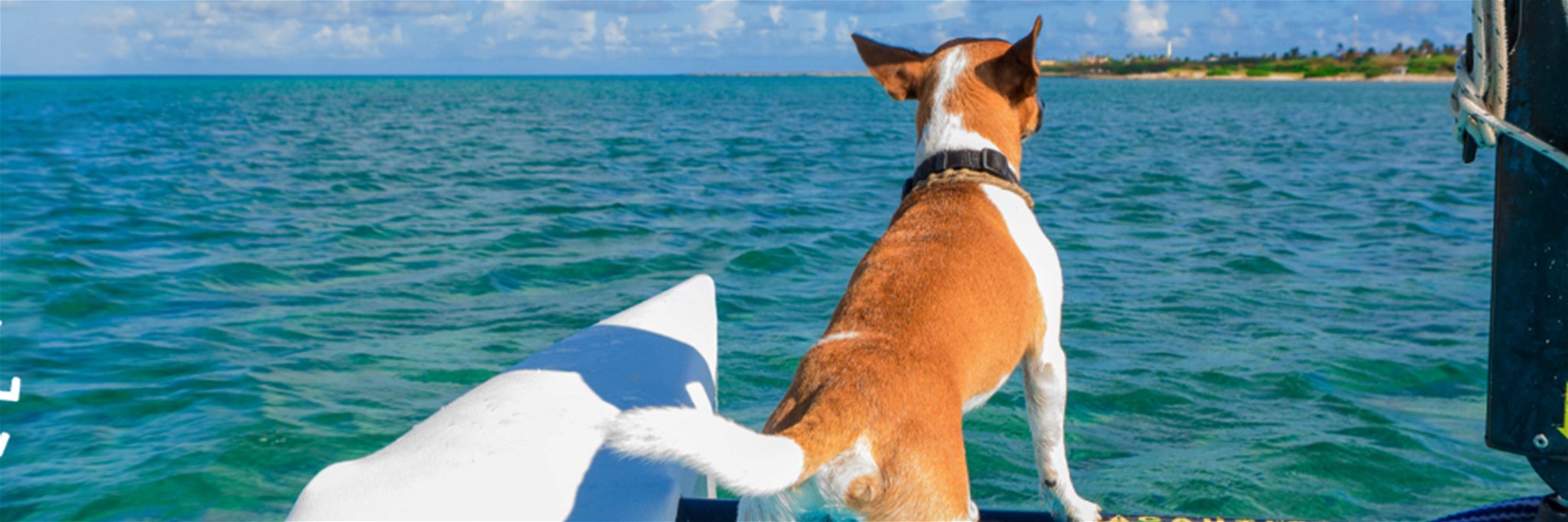 Aruba is home to several pet-friendly hotels.