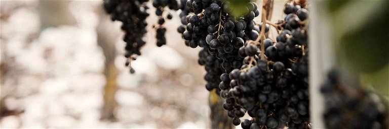 Ripe Syrah grapes in the Craggy Range vineyard in Hawke's Bay