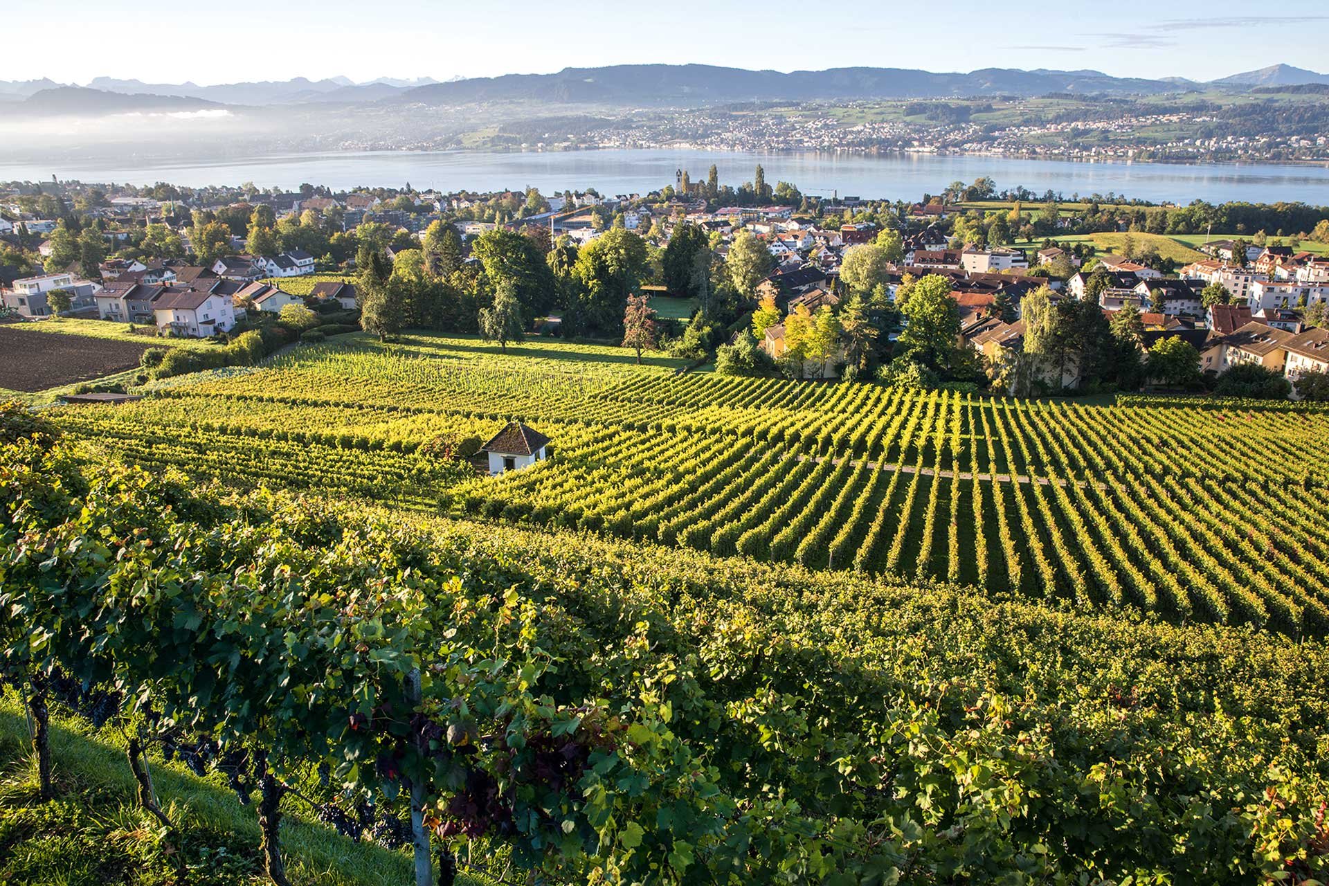 Die Lagen von Erich Meier liegen am Zürichsee. Von hier stammen auch die Trauben für seinen Schaumwein.