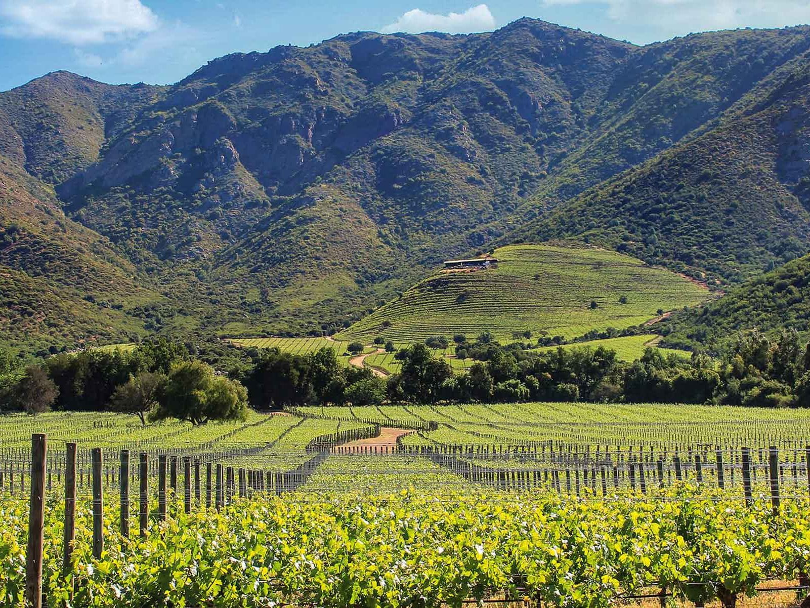 The Viña Seña vineyard in Aconcagua Valley, Chile