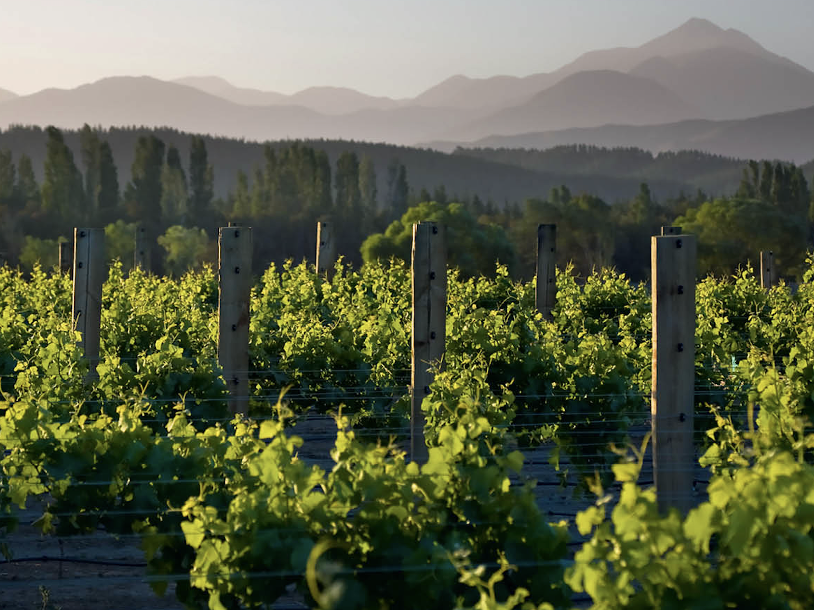 Sauvignon Blanc vineyards in Marlborough, New Zealand with the Richmond Range&nbsp;behind.