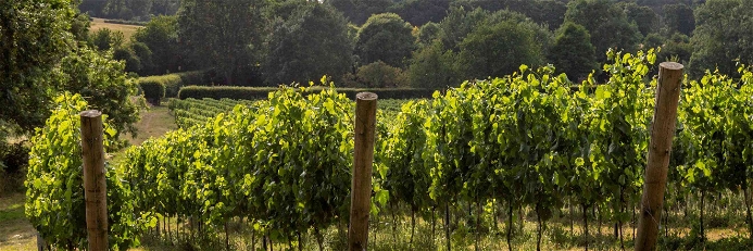 Sussex Vineyards