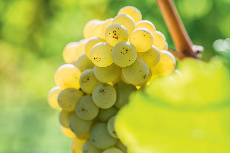 Sauvignon Blanc grapes ripening in the sun.
