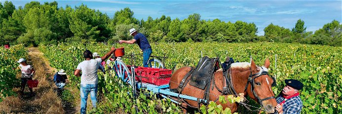Sinnbild für nachhatligen Weinbau: Der Einsatz von Pferden statt Traktoren senkt nicht nur den CO2-Ausstoß, sondern reduziert auch die Bodenverdichtung.
