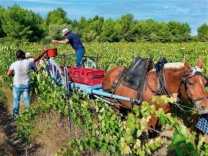 Sinnbild für nachhatligen Weinbau: Der Einsatz von Pferden statt Traktoren senkt nicht nur den CO2-Ausstoss, sondern reduziert auch die Bodenverdichtung.