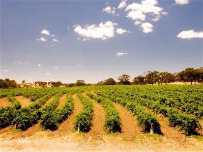 The Armagh Vineyard in South Australia's Clare Valley