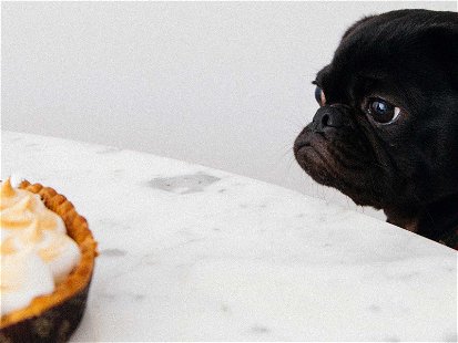Based on the creations of celebrated French pastry chef Cédric Grolet, the treats are for dogs only.