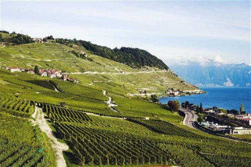 The beautifully situated wine region of Chablais is home to the legendary Chasselas Aigle les Murailles, among others.