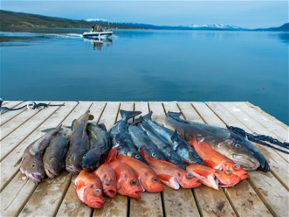 Catched at sea near Tromsø, Norway: sebastes and codfish.