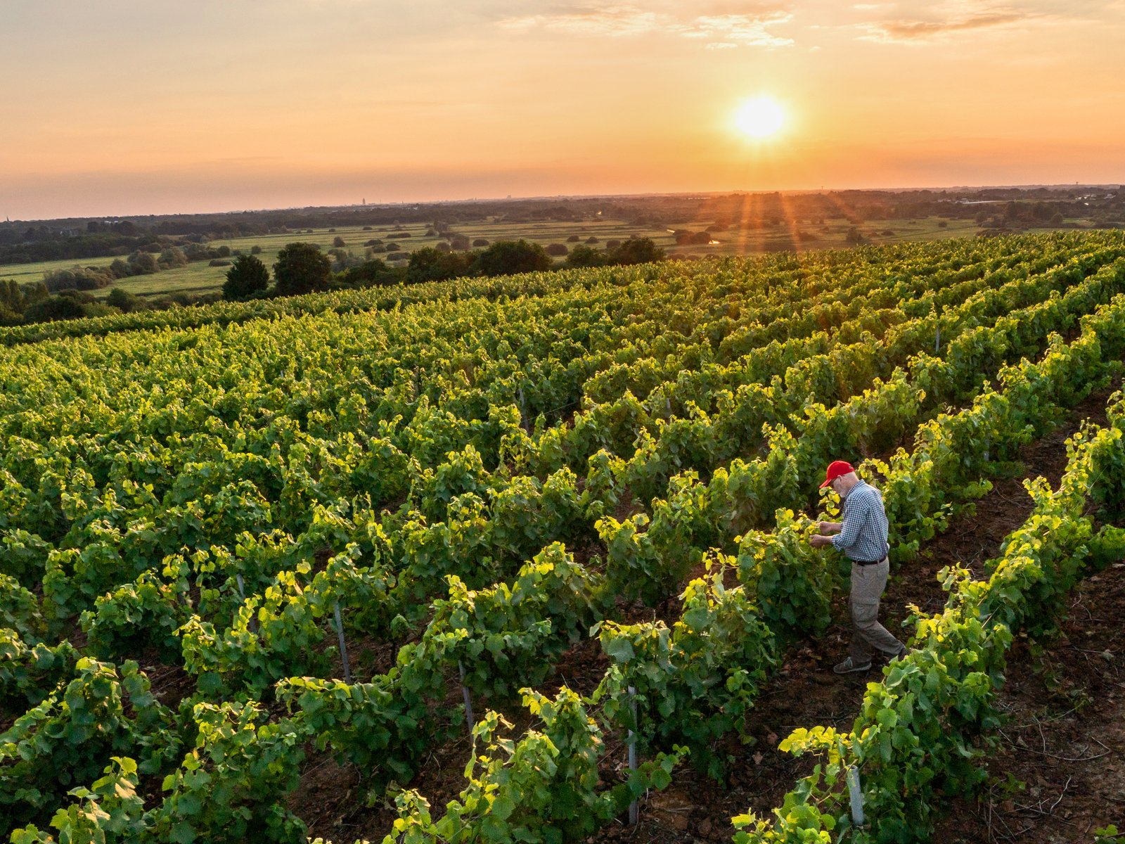 Discover some of the lesser known French grape varieties.