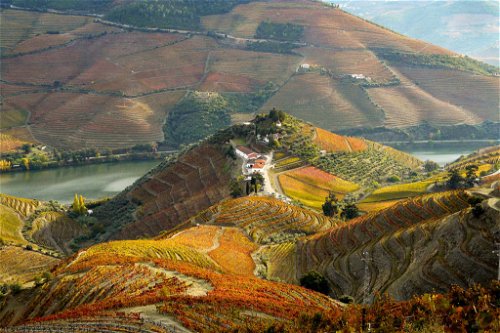 Wie eine Burg thront das Weingut Quinta do Crasto über dem Tal des Douro. Hier entstehen grosse trockene Rotweine wie der Vinha da Ponte oder der Vinha Maria Teresa.