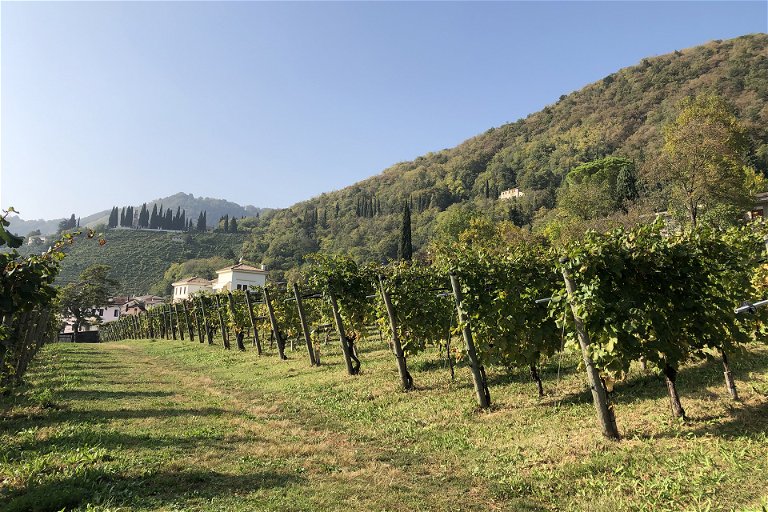 Nino Franco's Vineyard.