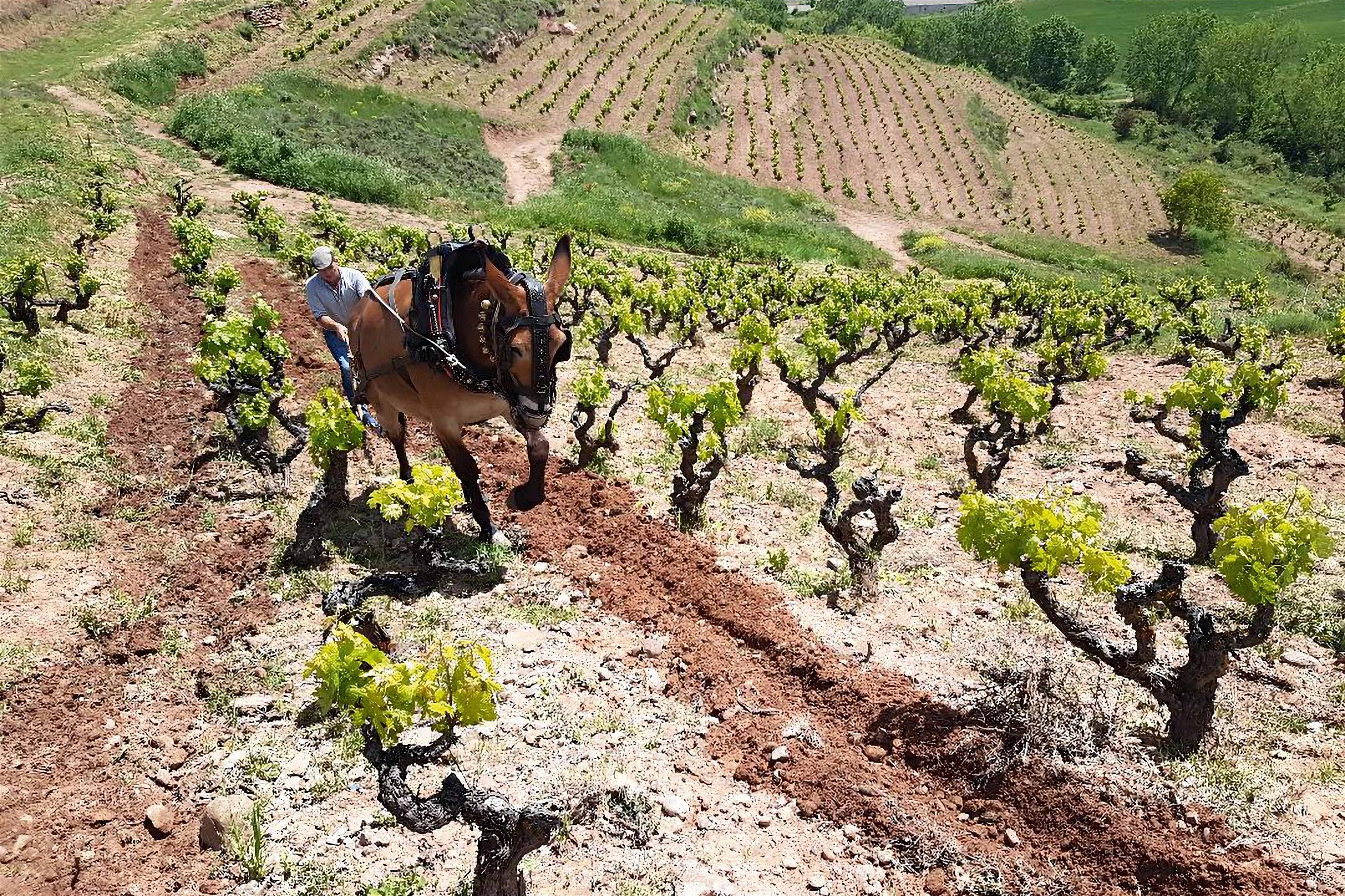 Maschinen haben in Juan Carlos Sanchas Peña el Gato keine Chance. Der Plot gehört zu den ersten zertifizierten Viñedos Singulares der Rioja.