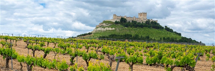 Zahlreiche Burgen wachen über die Weingärten