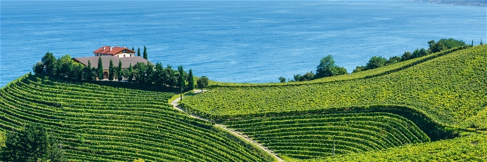 Txakoli vineyards in Spain's Basque country