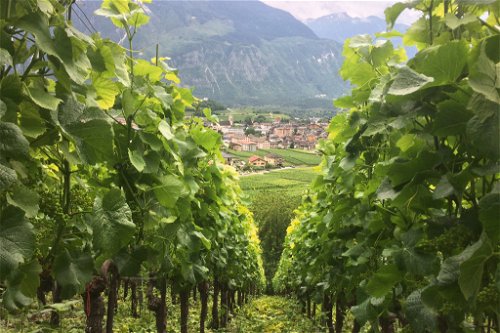 Bei Histoire d’Enfer im Wallis entstehen kräftige Pinot-Noir-Weine nach Burgunder Vorbild.