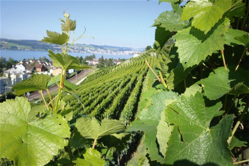 Rico Lühti bewirtschaftet rund zwei Hektar Reben am Zürichsee. Seine Pinots Noirs bestechen mit Präzision und Eleganz.