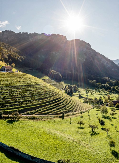 Das Weingut Wegelin bewirtschaftet seine Lagen bei Malans biologisch zertifiziert. Dies ist die Grundlage für herausragende Pinot-Noir-Weine.