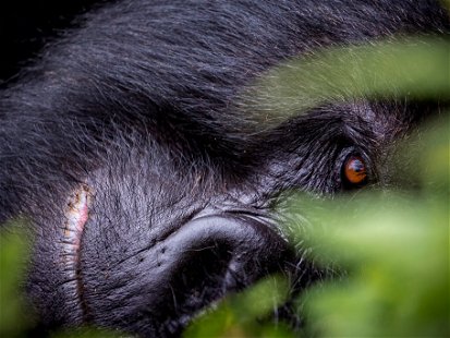 Rwanda is famous for its mountain gorillas.