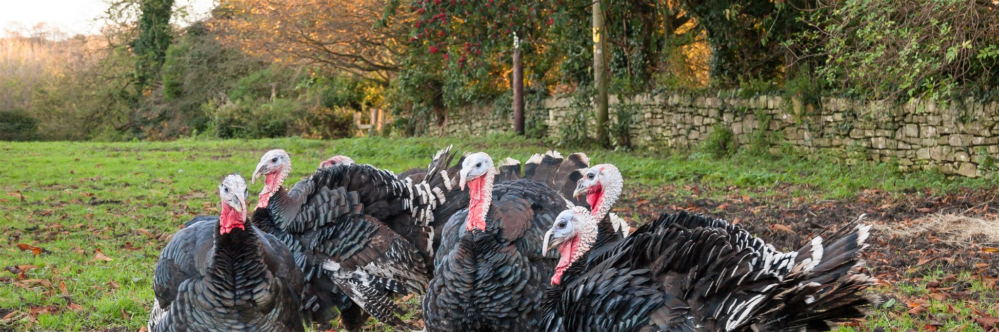 A bird flu epidemic that has hit free-range poultry farms across the UK.