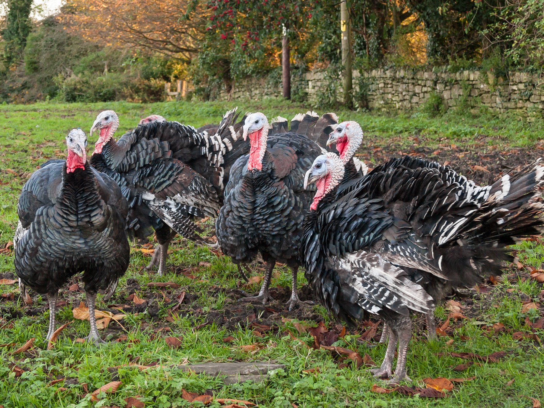 A bird flu epidemic that has hit free-range poultry farms across the UK.